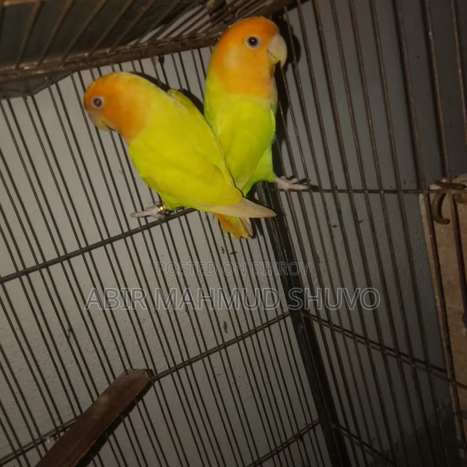 Orange Head Lutino Opaline Lovebird Breeding Pair