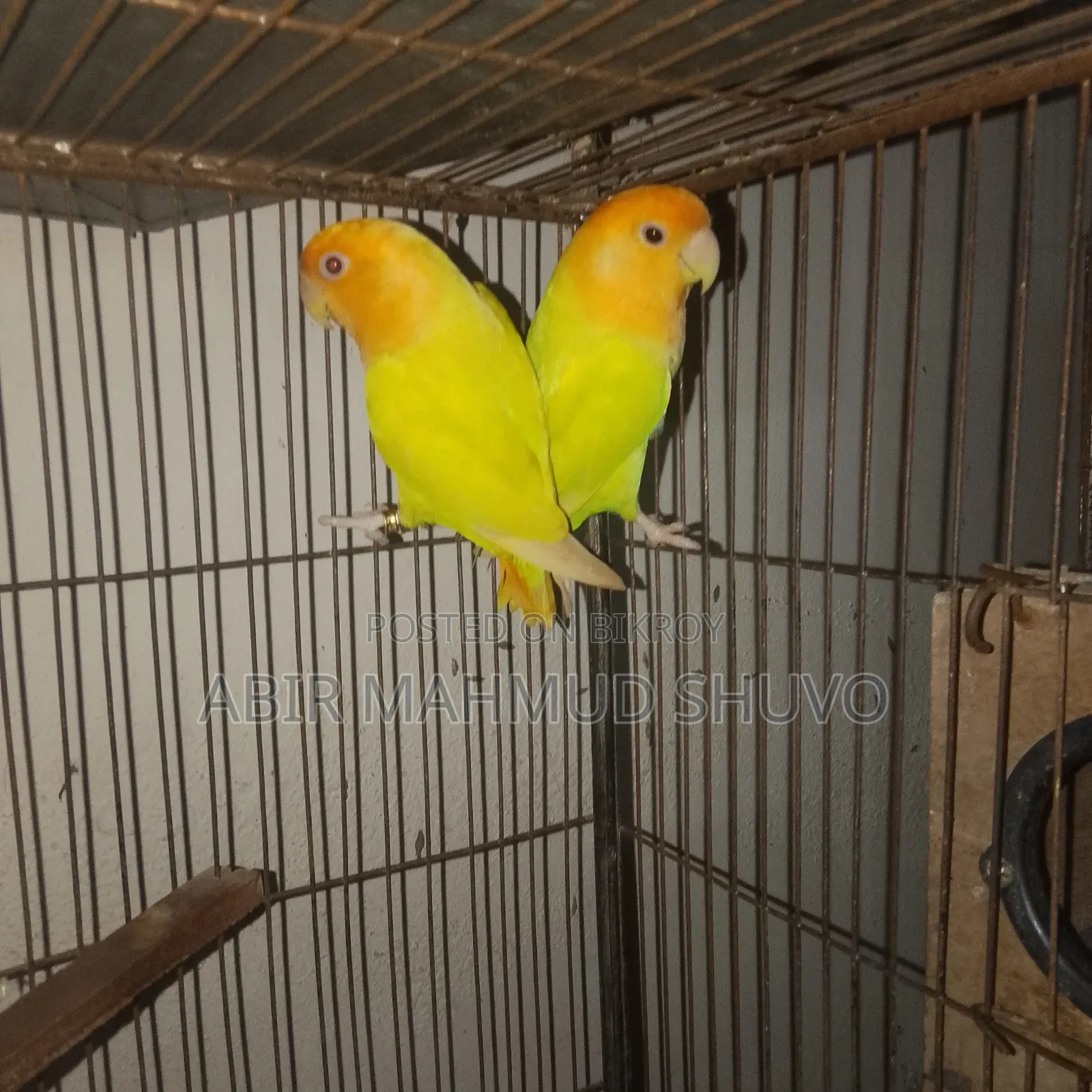 Orange Head Lutino Opaline Lovebird Breeding Pair