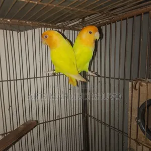 Orange Head Lutino Opaline Lovebird Breeding Pair