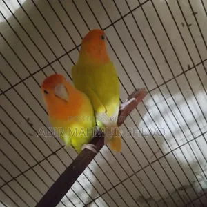 Orange Head Lutino Opaline Lovebird Breeding Pair