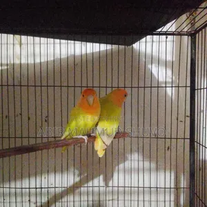 Orange Head Lutino Opaline Lovebird Breeding Pair