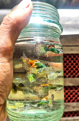 রেড ড্রগন গাপ্পি ব্রুড
