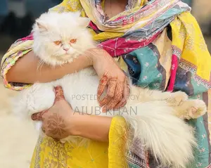 1+ Year Female Purebred Persian