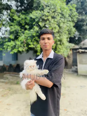 1+ Year Female Purebred Persian