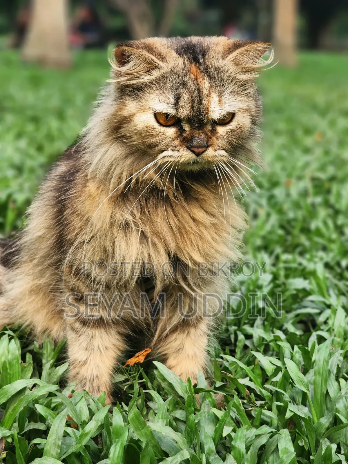 1-3 Months Male Purebred Persian Kitten