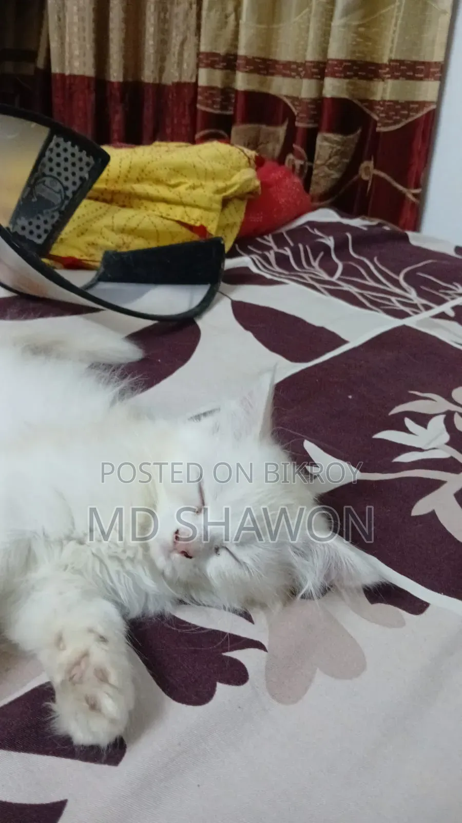 1+ Year Male Purebred Persian Cat