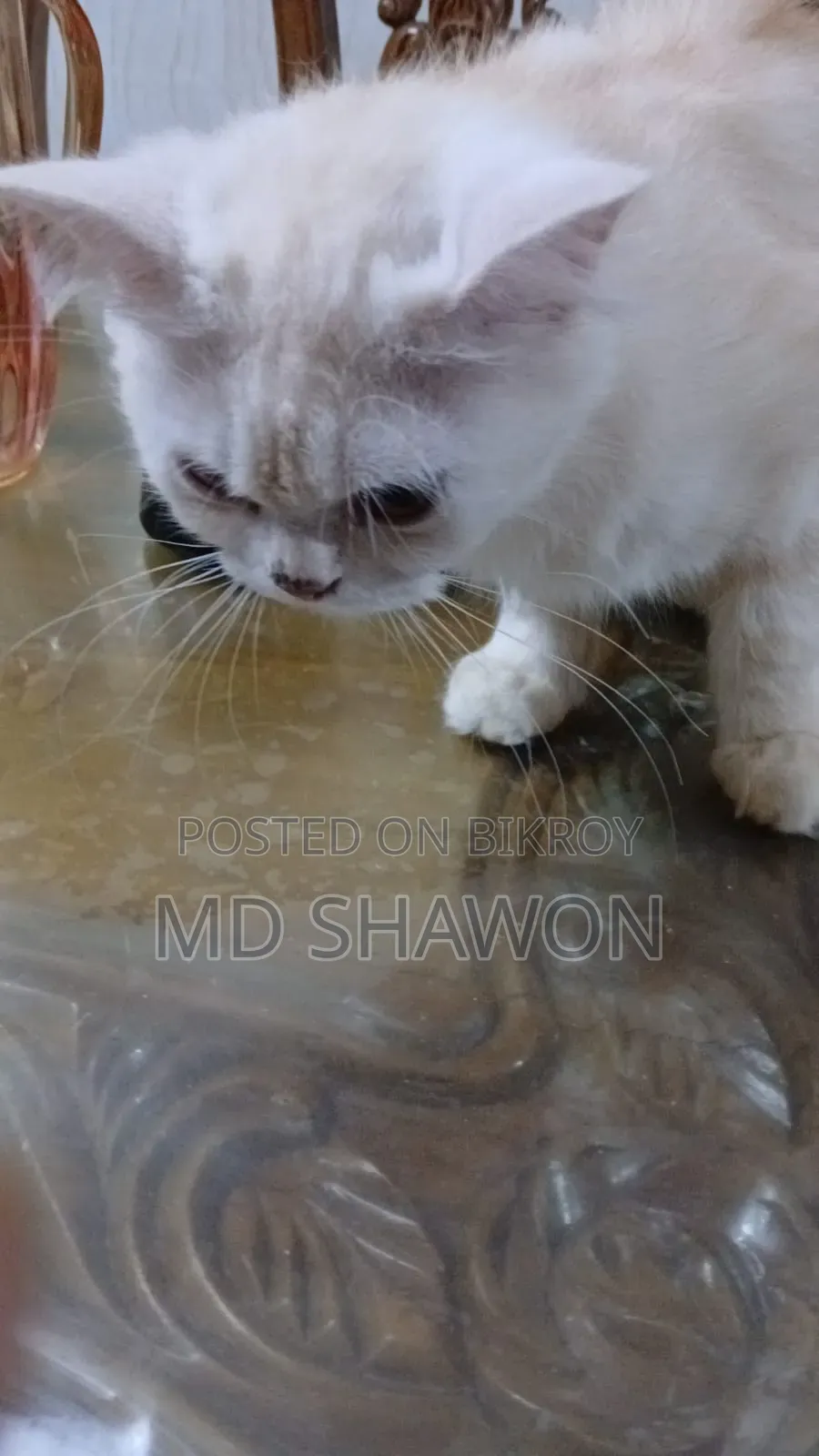1+ Year Male Purebred Persian Cat