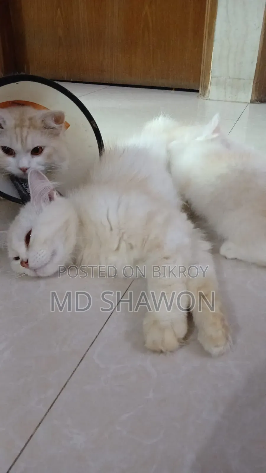 1+ Year Male Purebred Persian Cat