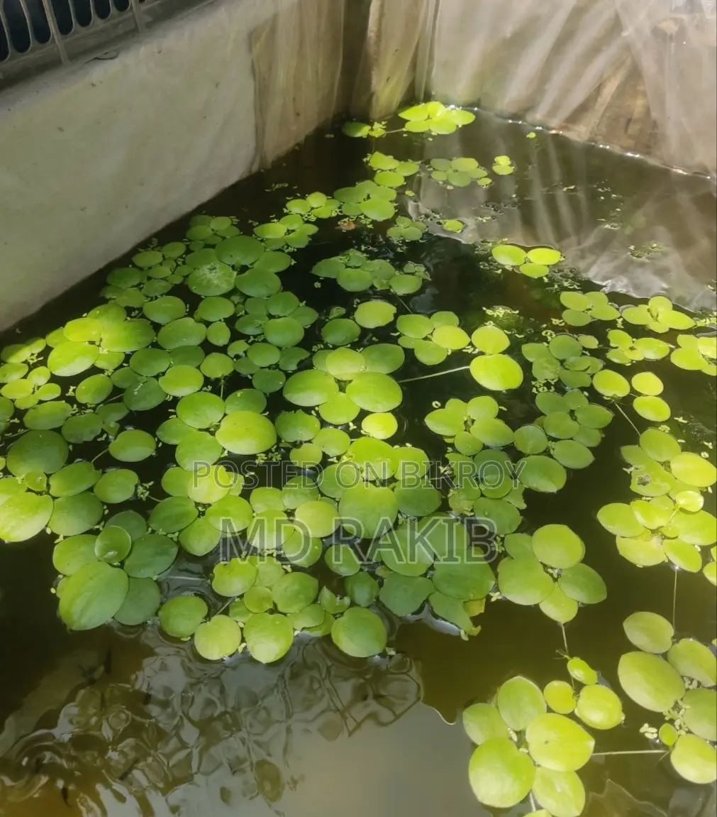 10 Pieces Aquarium Plants