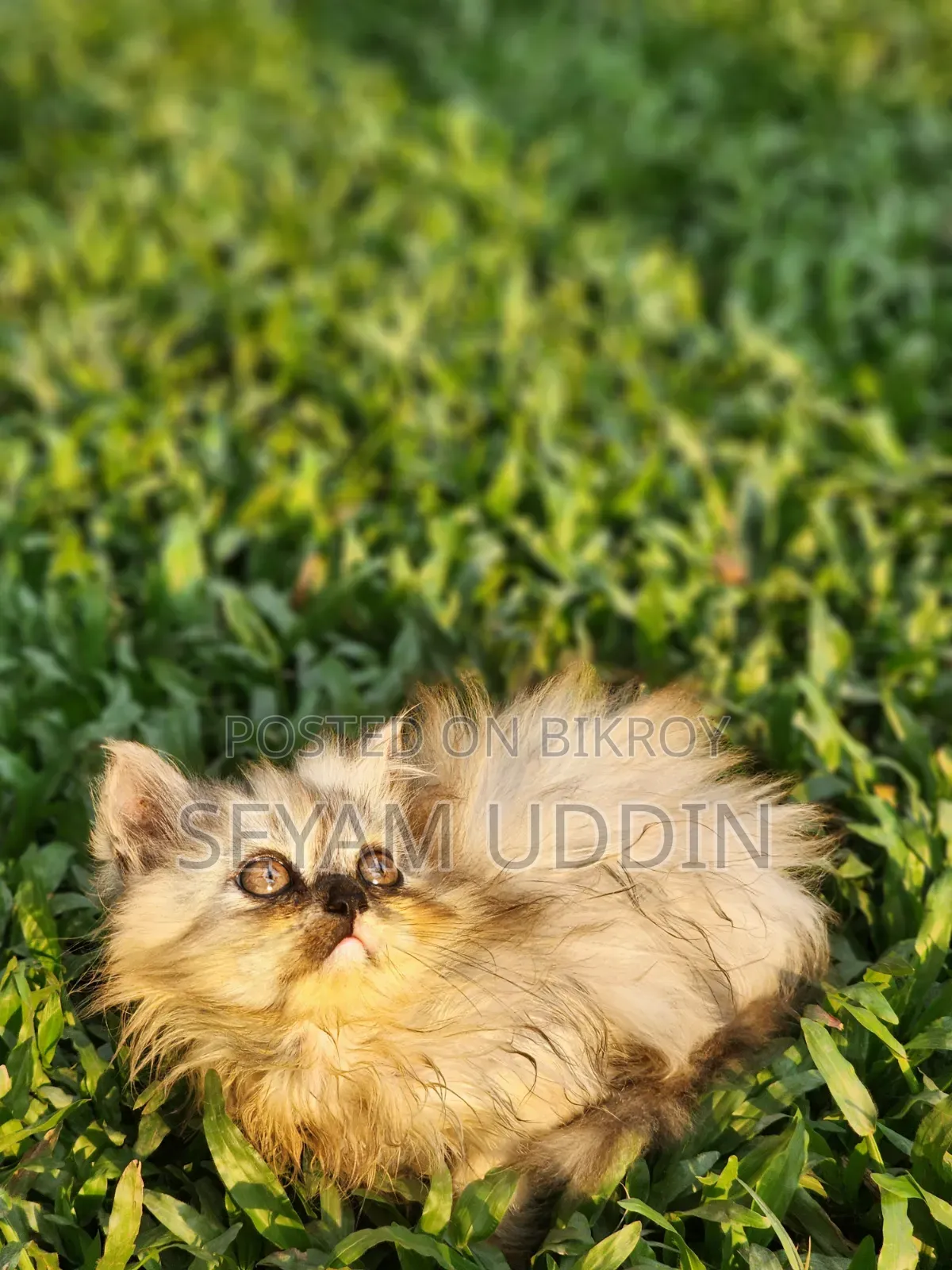 1-3 Months Female Purebred Persian Kitten