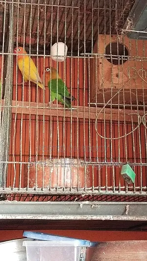 Love Bird Running Pair Will Lay Eggs Very Soon, Must Come to Location
