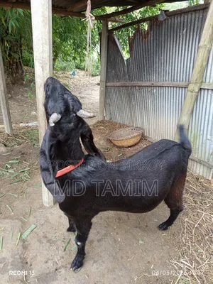 Qurbani-ready goat for sale