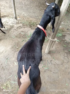 Qurbani-ready goat for sale
