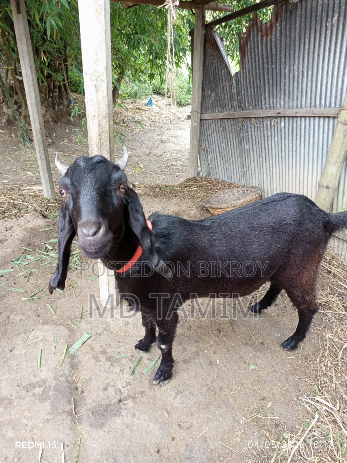 Qurbani-ready goat for sale