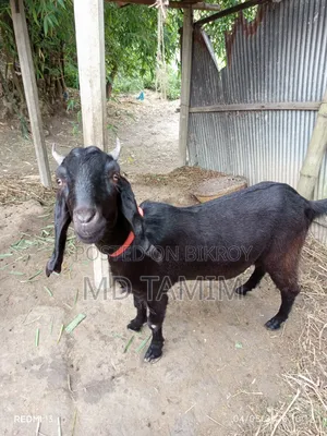 Qurbani-ready goat for sale