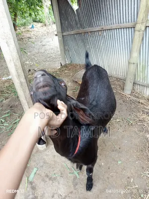 Qurbani-ready goat for sale