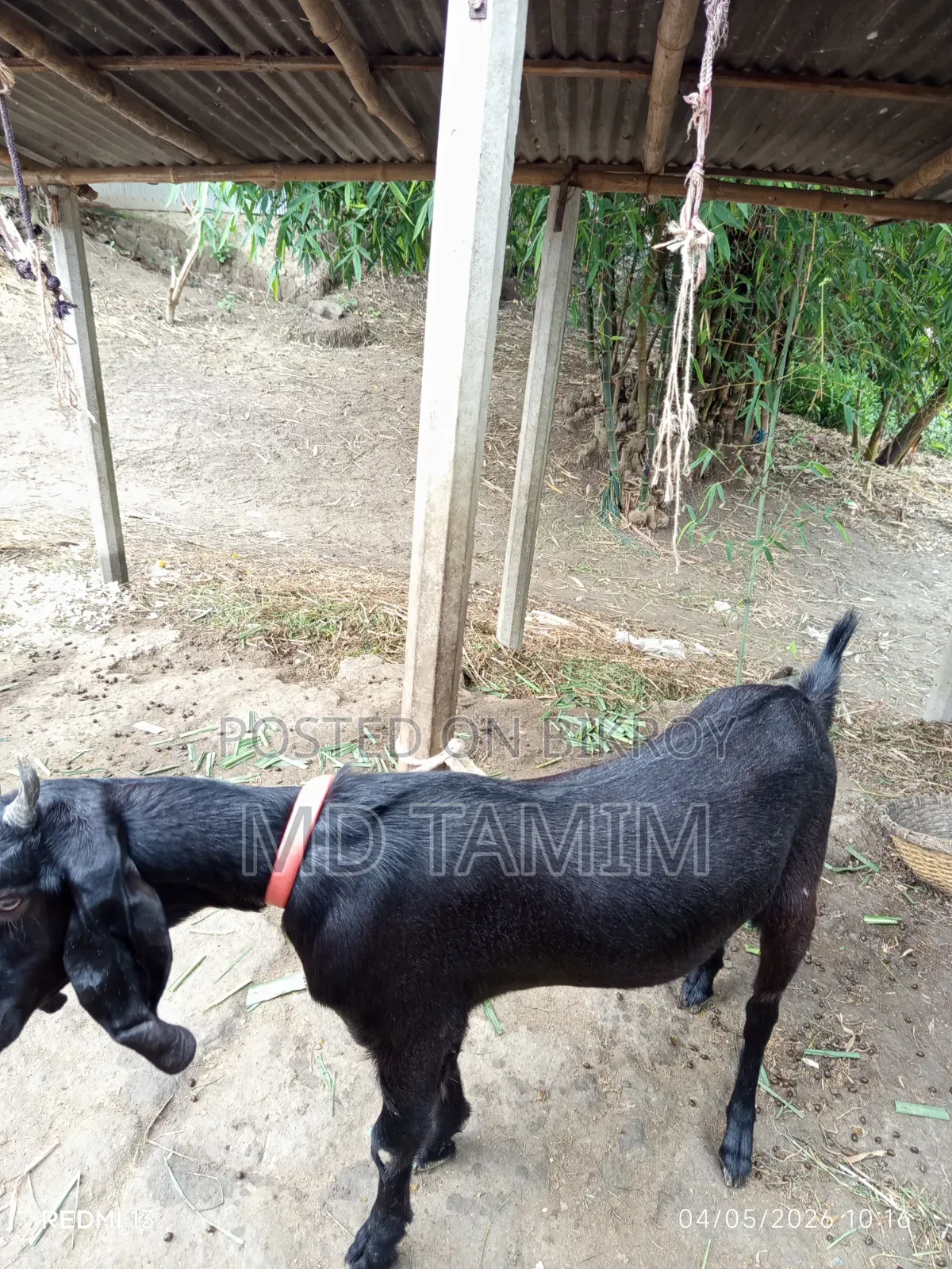 Qurbani-ready goat for sale