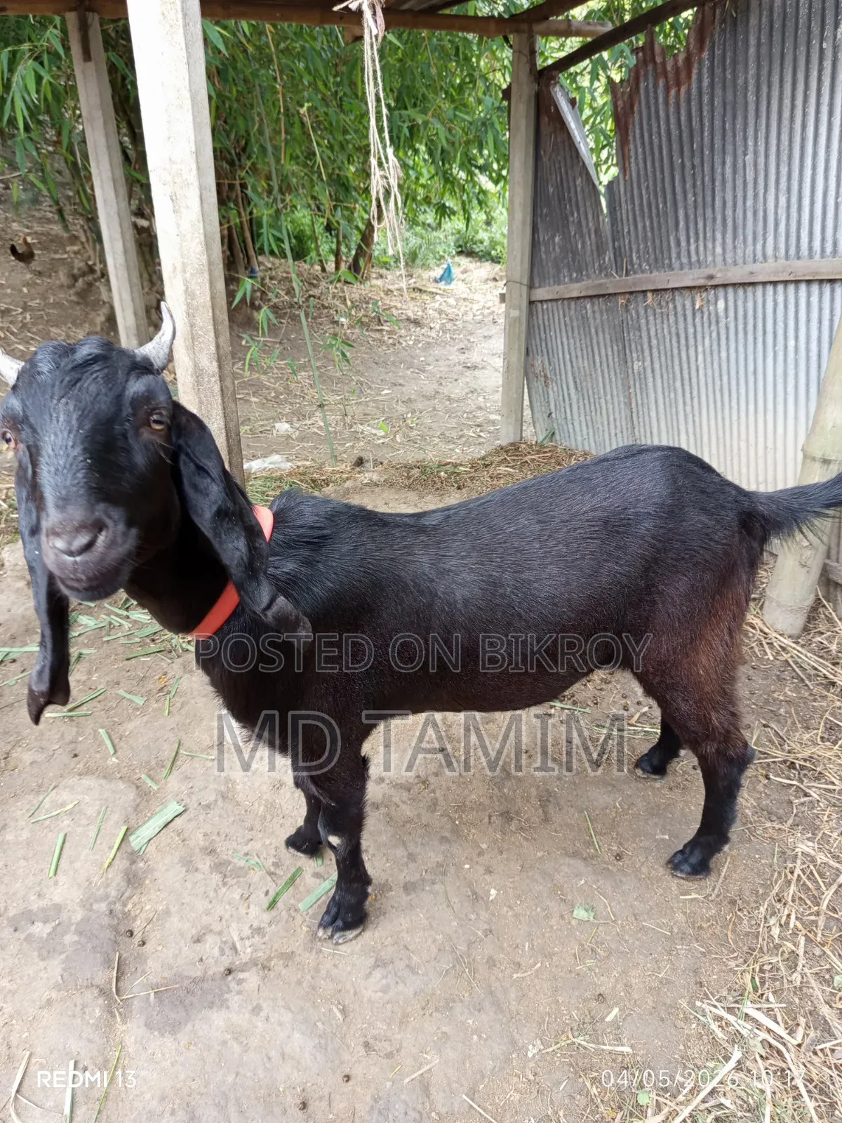 Qurbani-ready goat for sale