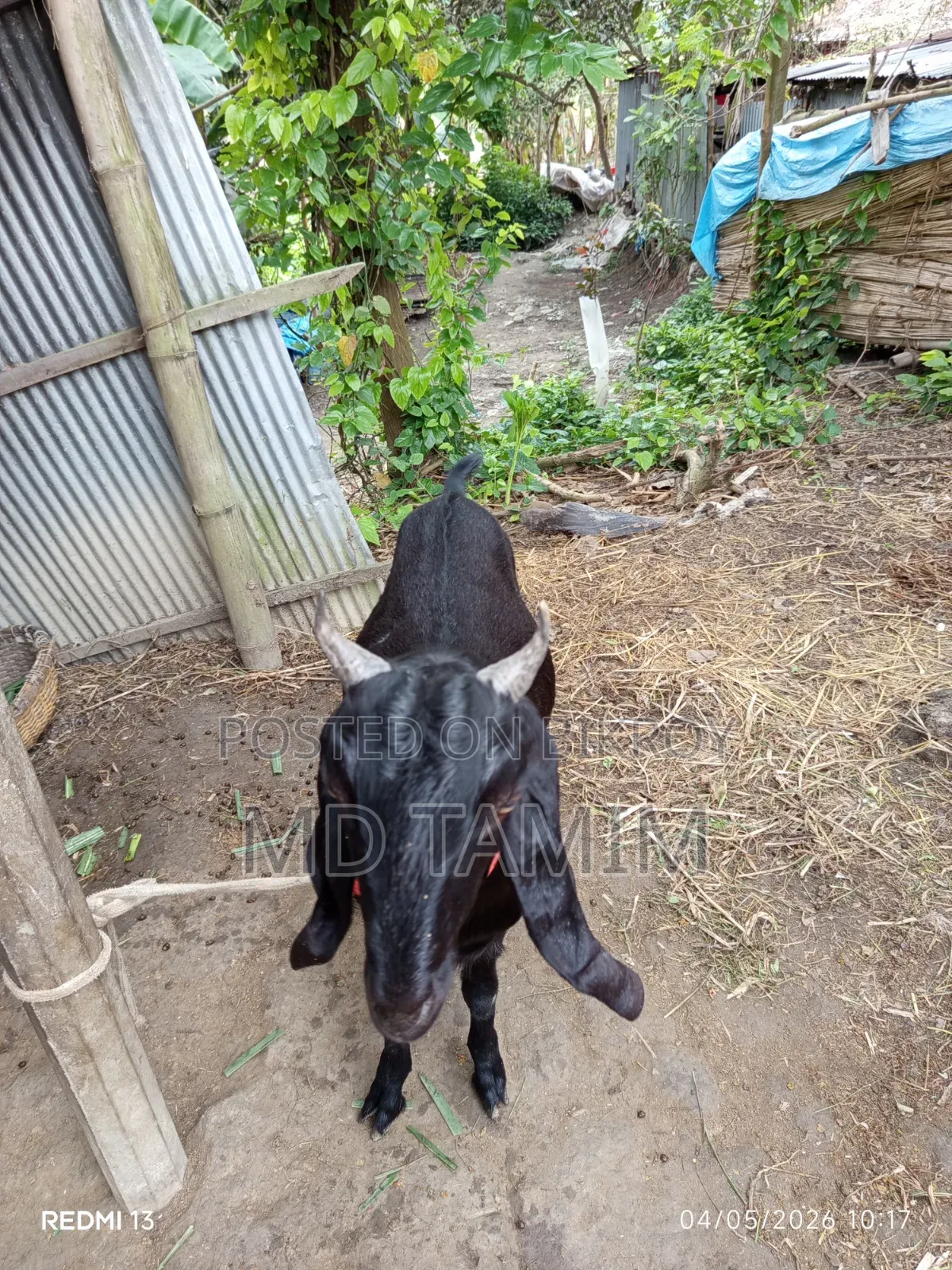 Qurbani-ready goat for sale