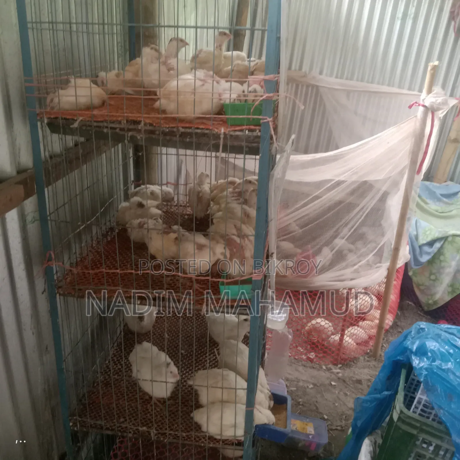 European Quail Chicks