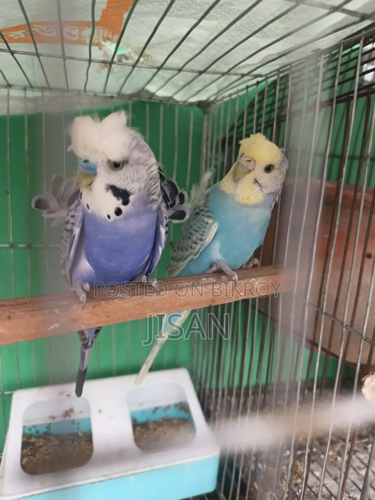 Jp Bajrigar Pair