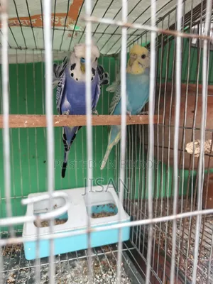 Jp Bajrigar Pair