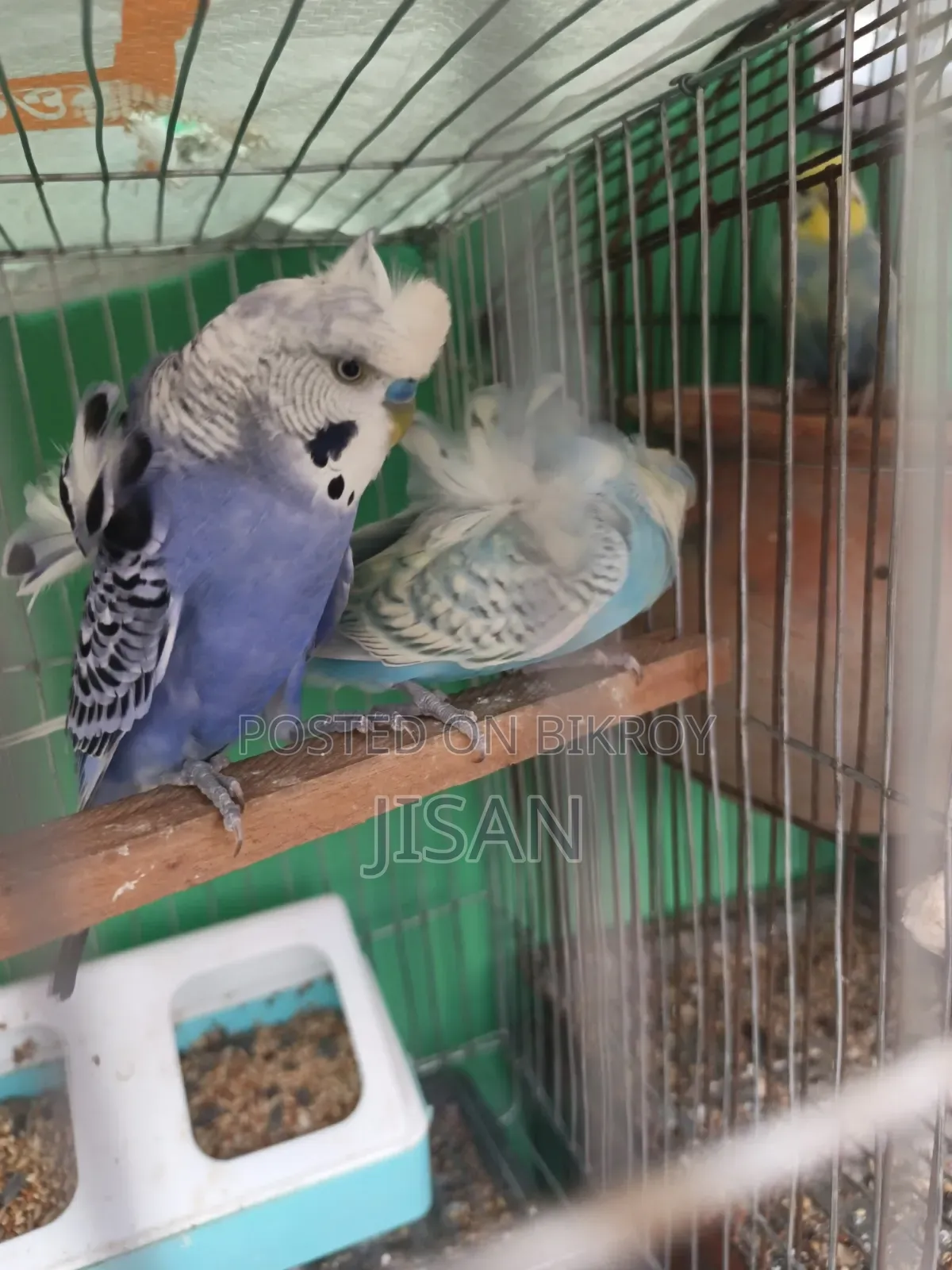 Jp Bajrigar Pair