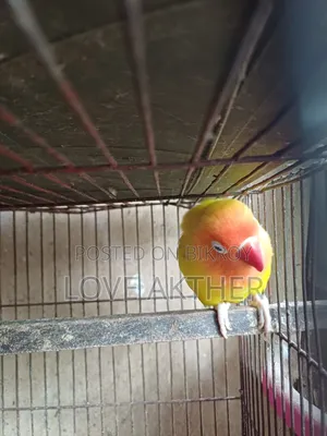 Lovebird