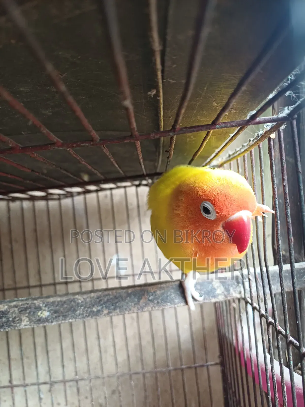 Lovebird