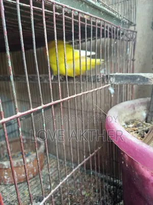 Lovebird