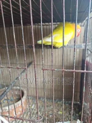 Lovebird