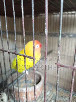 Lovebird