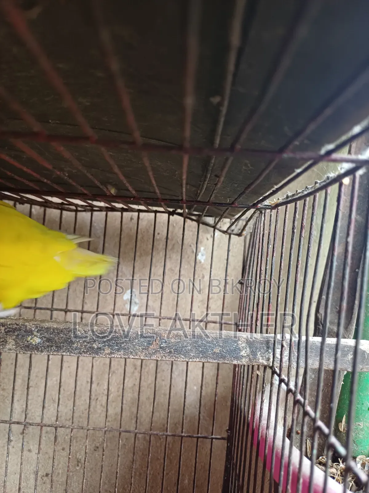 Lovebird
