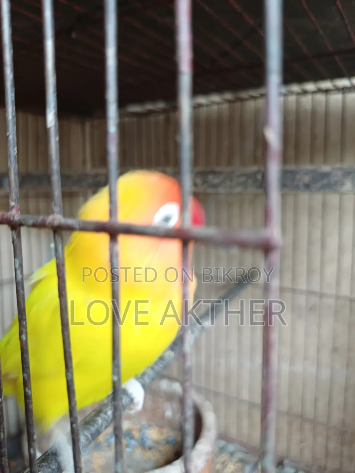 Lovebird