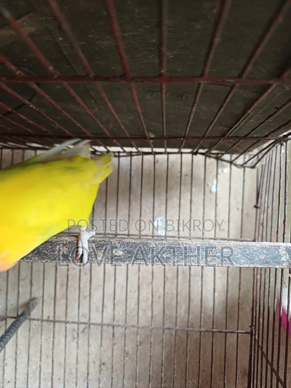 Lovebird