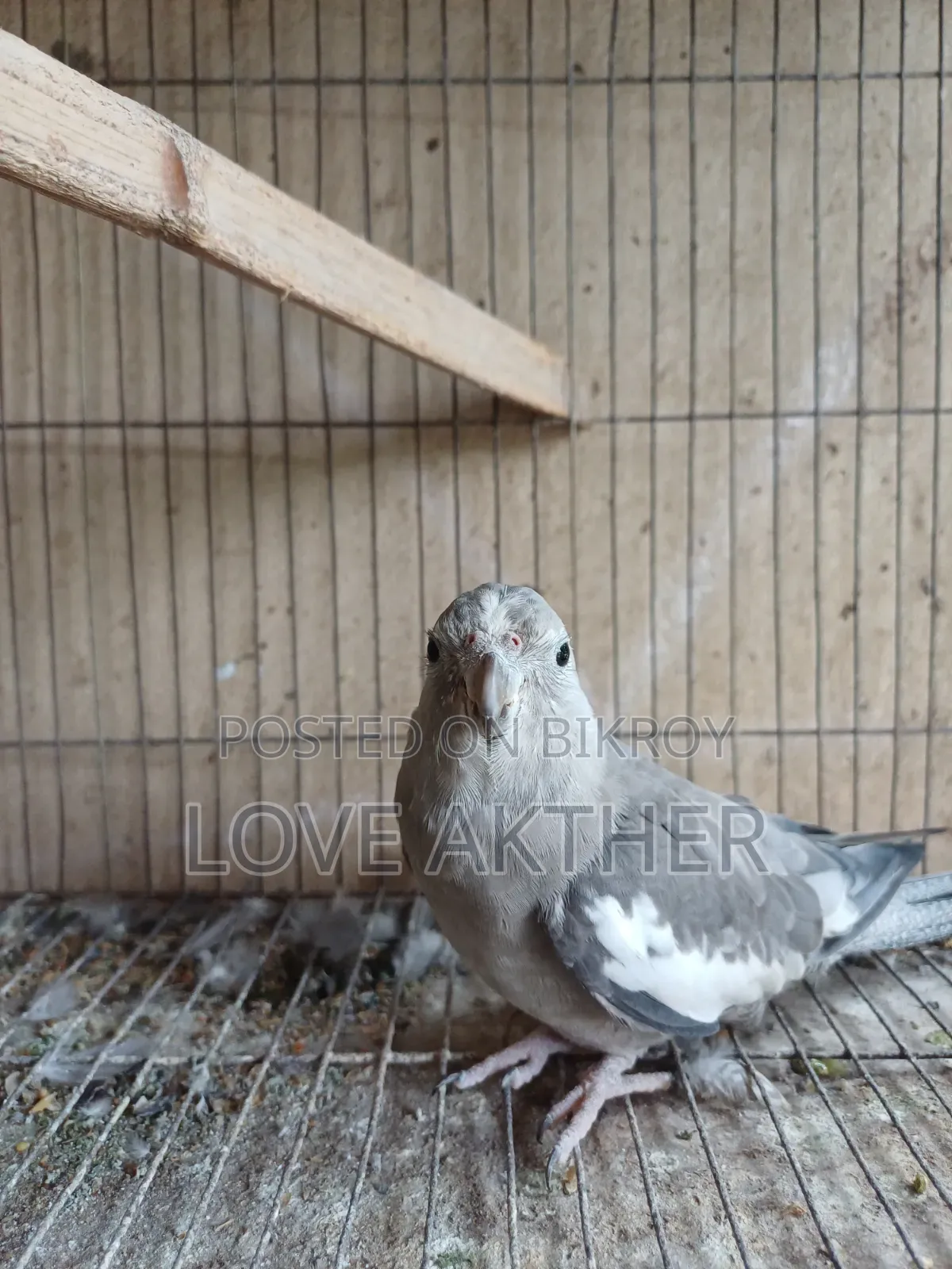 Cockatiel Bird