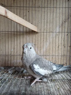 Cockatiel Bird