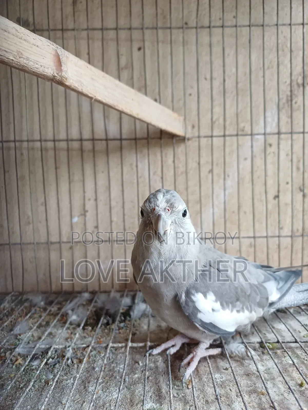 Cockatiel Bird