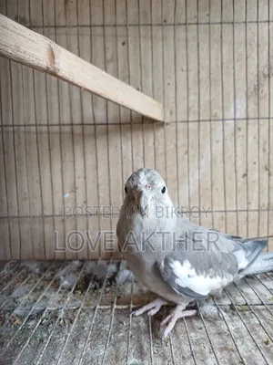 Cockatiel Bird