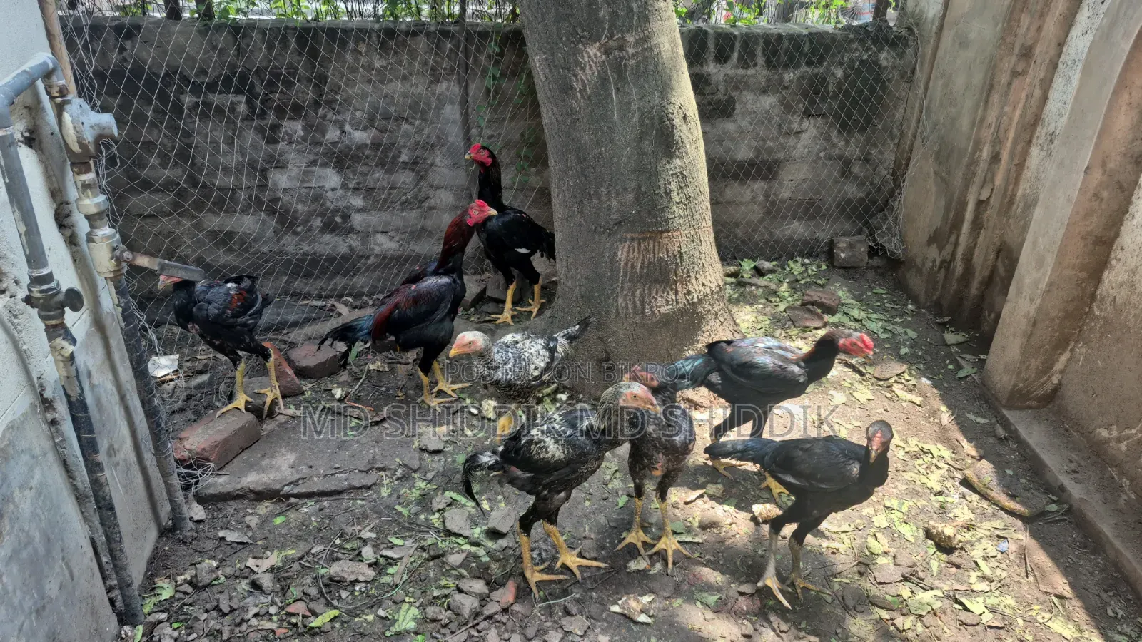 Fighter Rooster