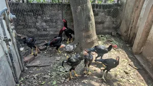 Fighter Rooster