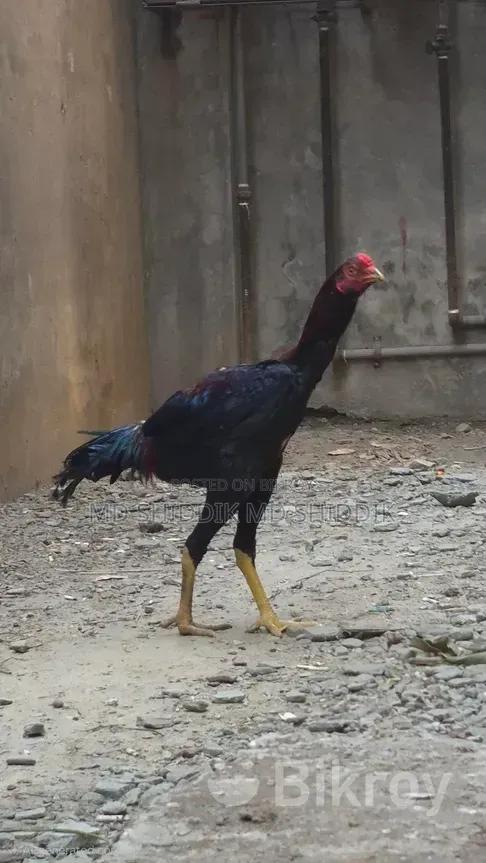 Fighter Rooster