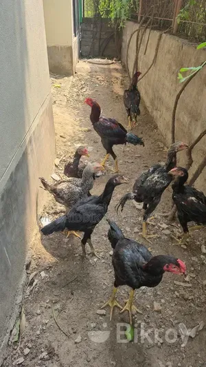 Fighter Rooster
