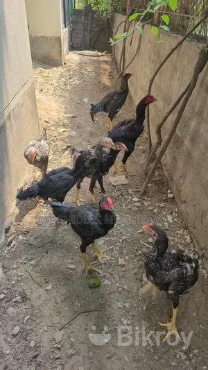 Fighter Rooster