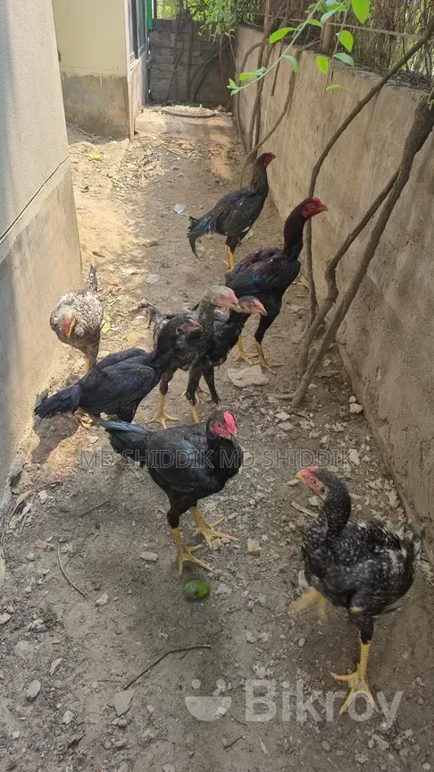 Fighter Rooster