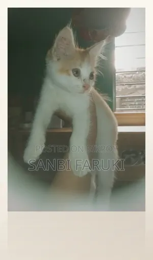 1-3 Months Female Mixed Breed Exotic