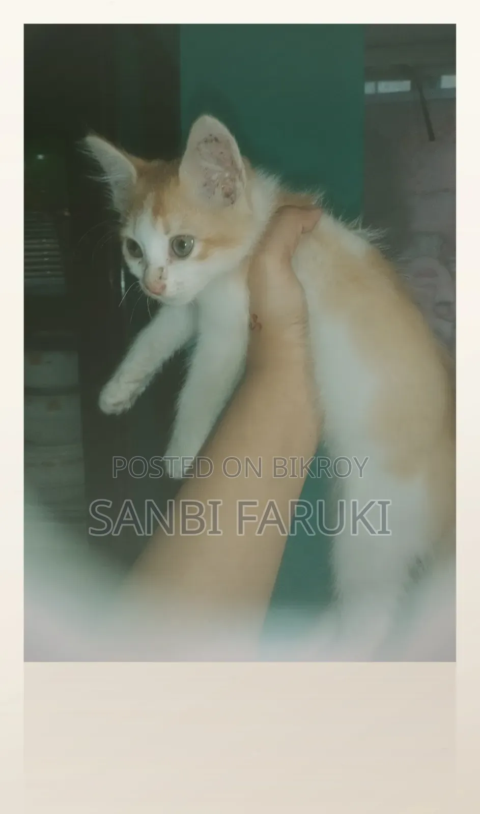 1-3 Months Female Mixed Breed Exotic