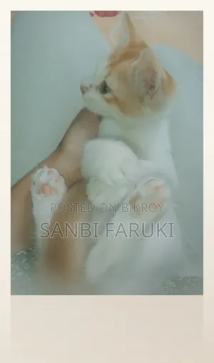 1-3 Months Female Mixed Breed Exotic