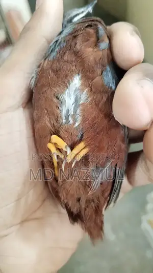 রানিং কিং কোয়েল বিক্রি করবো