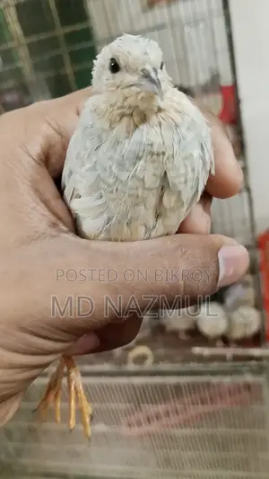 রানিং কিং কোয়েল বিক্রি করবো